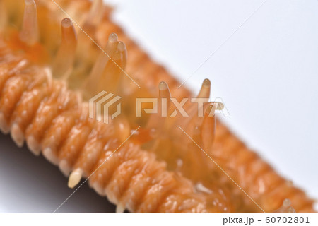 ヒトデの触手 60702801