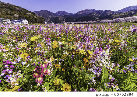 (静岡県)松崎町・田んぼをつかった花畑 (静岡県)松崎町・田んぼをつかった花畑 60702894