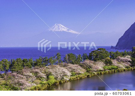 （静岡県）西伊豆井田から望む富士山 60703061