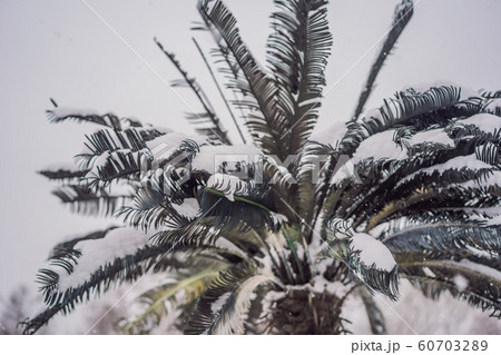 Hot tree, cold weather. Palm tree in the snow 60703289