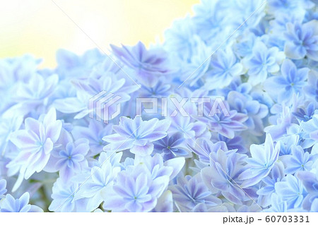 背景素材 アジサイ 青色の花 万華鏡という品種の写真素材