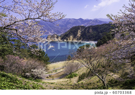 （静岡県）桜咲く、西伊豆・黄金崎公園 60703368