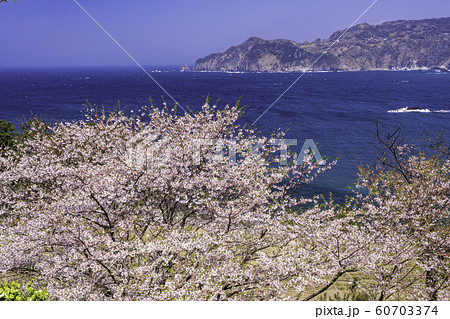 静岡県 桜咲く 西伊豆 黄金崎公園の写真素材