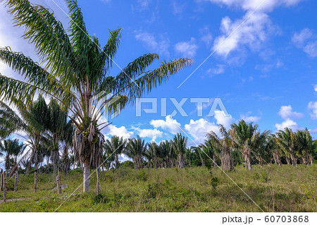 Palm tree plantation, Santa Cruz Cabralia, Bahia, Brazil 60703868