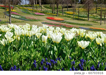 国営明石海峡公園　　満開の白いチューリップ 60703916