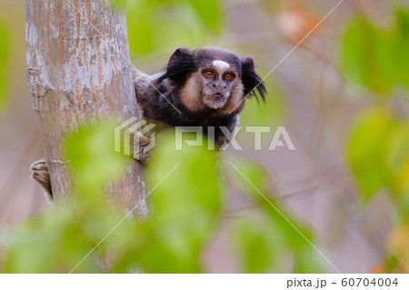 Black Tufted Marmoset, Callithrix Penicillata, sitting on a branch in the trees at Poco Encantado, Chapada Diamantina, Bahia, Brazil 60704004