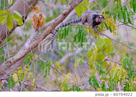 black tufted marmoset