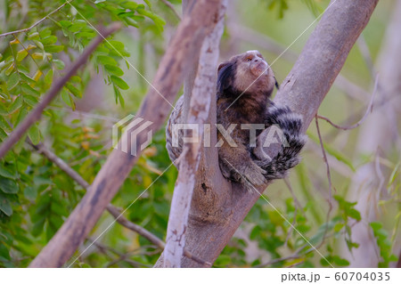 Black Tufted Marmoset, Callithrix Penicillata, sitting on a branch in the trees at Poco Encantado, Chapada Diamantina, Bahia, Brazil Black Tufted Marmoset, Callithrix Penicillata, sitting on a branch in the trees at Poco Encantado, Chapada Diamantina, Bahia, Brazil 60704035