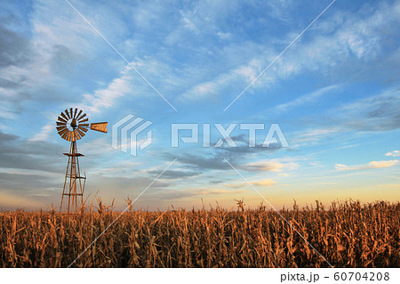 Texas style westernmill windmill at sunset, with a golden colored grain field in the foreground, Argentina 60704208