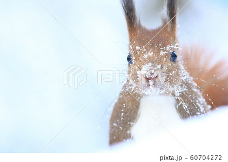 エゾリス 60704272