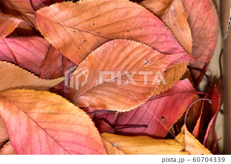 秋の彩り桜の落葉・紅葉 秋の彩り桜の落葉・紅葉 60704339