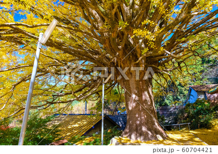 田辺市中辺路町 福定の大銀杏 60704421