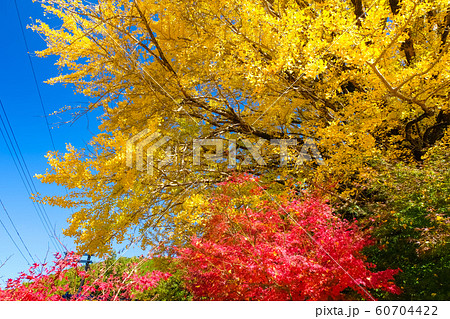 田辺市中辺路町 福定の大銀杏 60704422