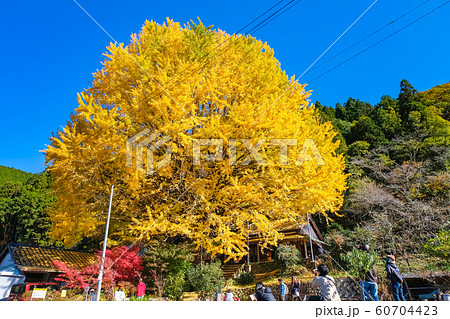 田辺市中辺路町 福定の大銀杏 田辺市中辺路町 福定の大銀杏 60704423