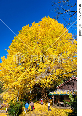 田辺市中辺路町 福定の大銀杏 60704436