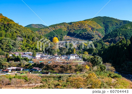 田辺市中辺路町の風景 福定の大銀杏 60704443