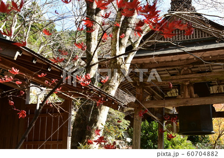 三重　泰運寺　紅葉 60704882