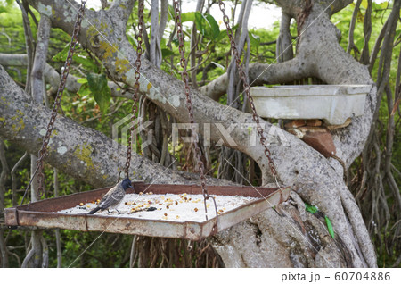 Feeding dish of Shatrunjaya mountain approach  Feeding dish of Shatrunjaya mountain approach  60704886