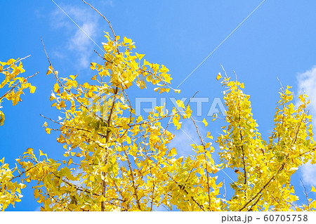 黄金色の太原イチョウ並木と青空【福岡県】 60705758
