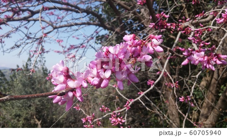 花 花 60705940
