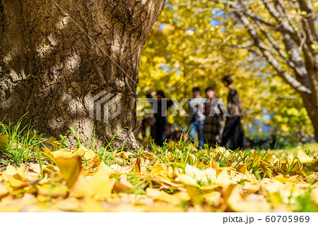 黄金色の太原イチョウの絨毯【福岡県】 黄金色の太原イチョウの絨毯【福岡県】 60705969
