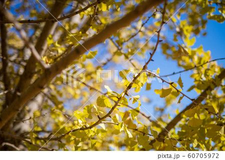 黄金色の太原イチョウ並木と青空【福岡県】 黄金色の太原イチョウ並木と青空【福岡県】 60705972