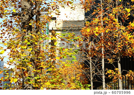 大阪堺筋の秋の街路樹 60705996