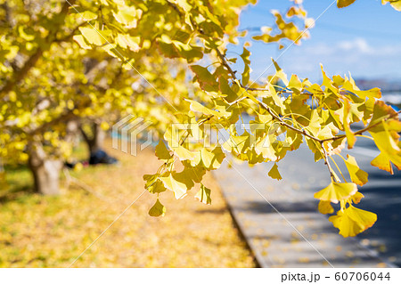 黄金色の太原イチョウ並木と青空【福岡県】 黄金色の太原イチョウ並木と青空【福岡県】 60706044