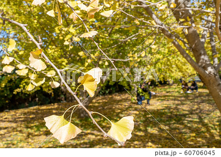 黄金色の太原イチョウの絨毯【福岡県】 黄金色の太原イチョウの絨毯【福岡県】 60706045