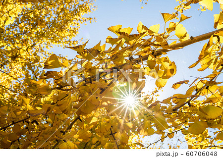 黄金色の太原イチョウ並木と青空【福岡県】 黄金色の太原イチョウ並木と青空【福岡県】 60706048