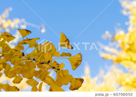 黄金色の太原イチョウ並木と青空【福岡県】 黄金色の太原イチョウ並木と青空【福岡県】 60706050