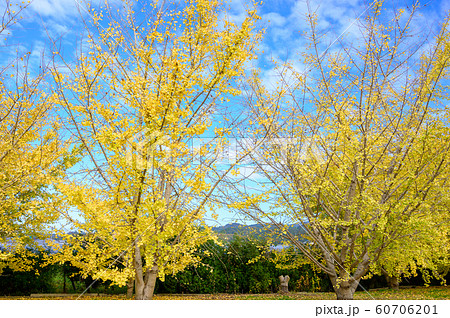 黄金色の太原イチョウ並木と青空【福岡県】 60706201