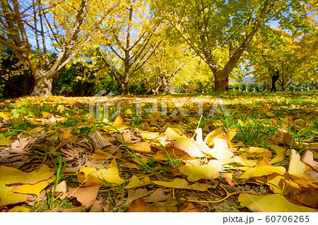 黄金色の太原イチョウの絨毯【福岡県】 黄金色の太原イチョウの絨毯【福岡県】 60706265