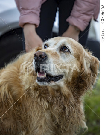 Labrador retriever Labrador retriever 60706652