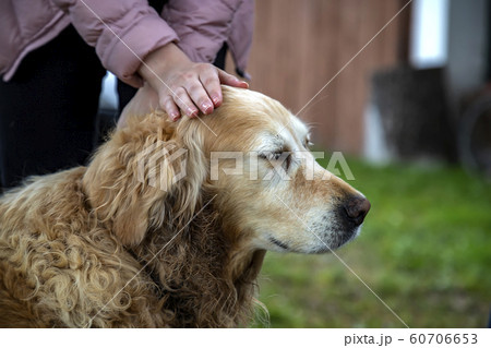 cute Labrador cute Labrador 60706653