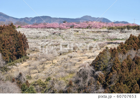 群馬県高崎市 ぐんま三大梅林 満開の箕郷梅林 60707653