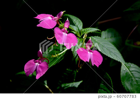 インパティエンス インパティエンス 60707783