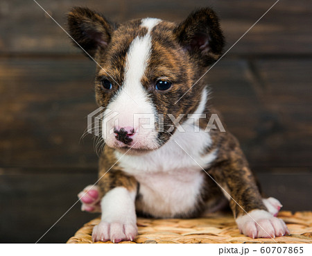 Basenji puppy dog in a basket on wooden background Basenji puppy dog in a basket on wooden background 60707865