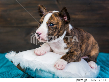 Basenji puppy dog on a white fluffy pillow 60707874