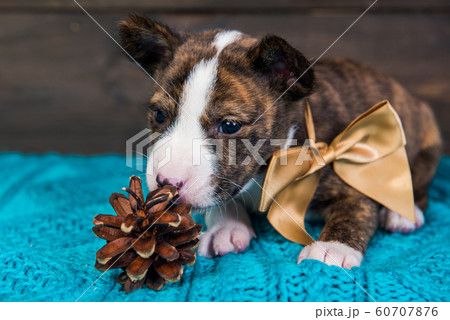 Basenji puppy dog with big golden bow and fir cone Basenji puppy dog with big golden bow and fir cone 60707876