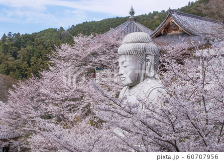壺阪寺　桜大仏　春の南法華寺　桜と大釈迦如来石造　桜に包まれる大仏様　奈良観光スポット 60707956