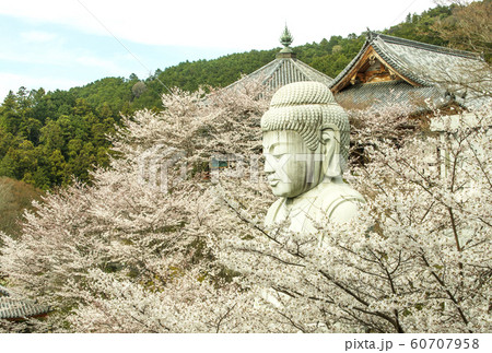 壺阪寺 桜大仏 南法華寺 大釈迦如来石造 奈良観光スポット 壺阪寺 桜大仏 南法華寺 大釈迦如来石造 奈良観光スポット 60707958