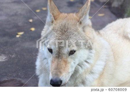 チュウゴクオオカミの顔の写真素材