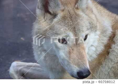 チュウゴクオオカミの顔の写真素材