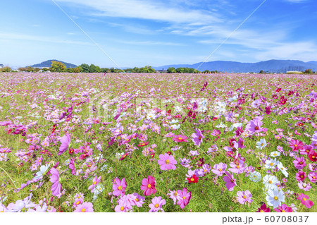 藤原宮跡　満開のコスモス 60708037