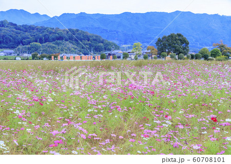 藤原宮跡　満開のコスモス 60708101