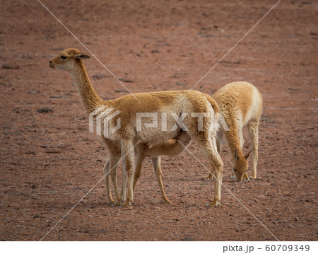 Three Vicugna vicugnas in Atacama high plateau with calf feeding 60709349