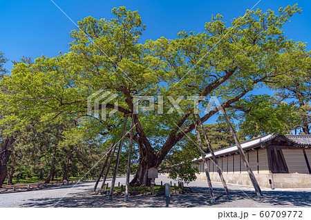 京都御苑 清水谷家の椋 60709772
