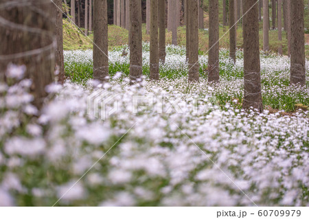 京都府 綾部市 シャガ群生地 60709979