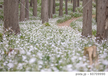 京都府 綾部市 シャガ群生地 60709990